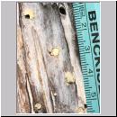 Passaloecus sp - Grabwespe 01 5-7mm.jpg